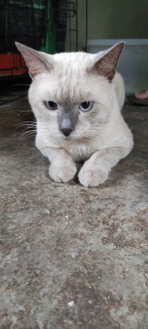 Jack  - Siamese Cat