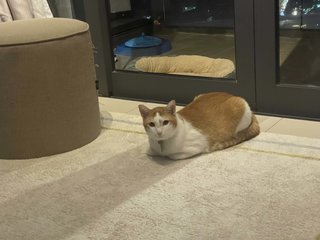 Ollie being a loaf