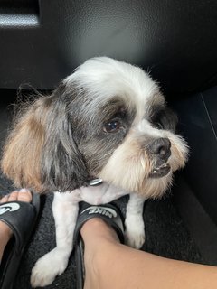 Lucky - Shih Tzu Dog