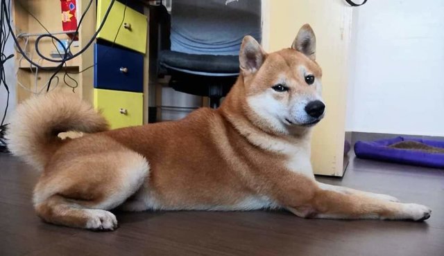 Kazuma - Shiba Inu Dog