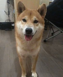 Kazuma - Shiba Inu Dog