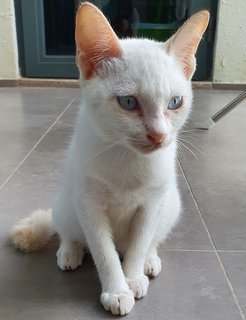 Umi, Violet, Greyson - Domestic Short Hair Cat