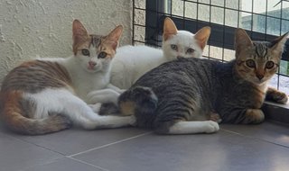 Umi, Violet, Greyson - Domestic Short Hair Cat