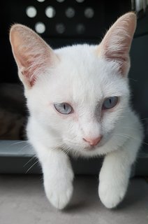 Umi, Violet, Greyson - Domestic Short Hair Cat