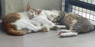 Umi, Violet, Greyson - Domestic Short Hair Cat