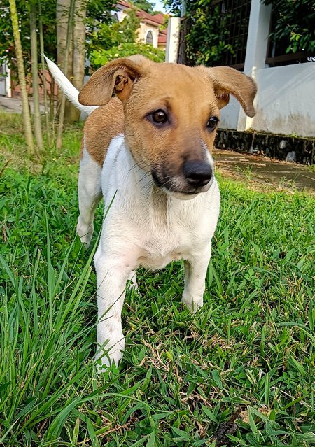 Amber - A  - Mixed Breed Dog