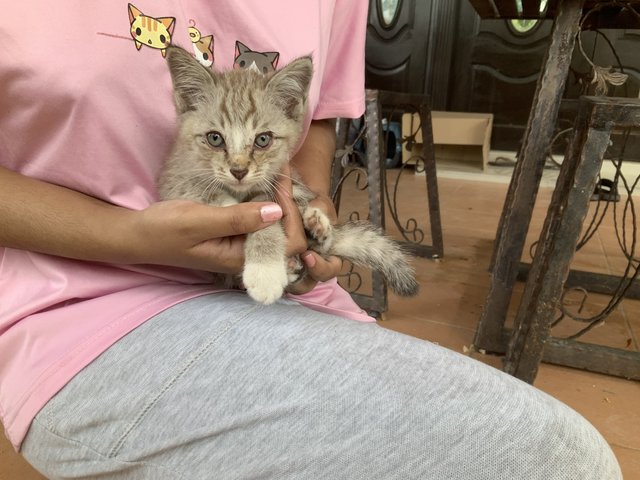 Snow - Domestic Short Hair Cat