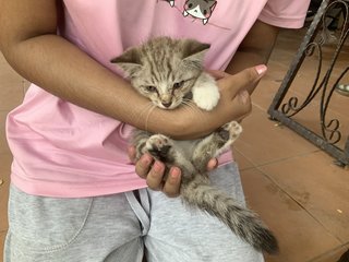 Snow - Domestic Short Hair Cat