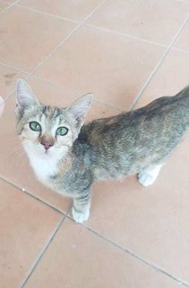 Lucy - Domestic Short Hair Cat