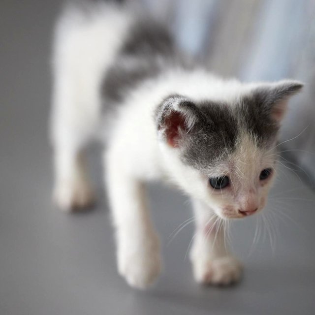 2 Kittens - Domestic Short Hair Cat