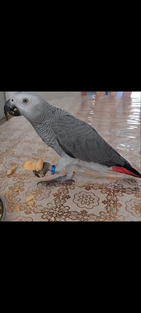 Dino - African Grey Bird