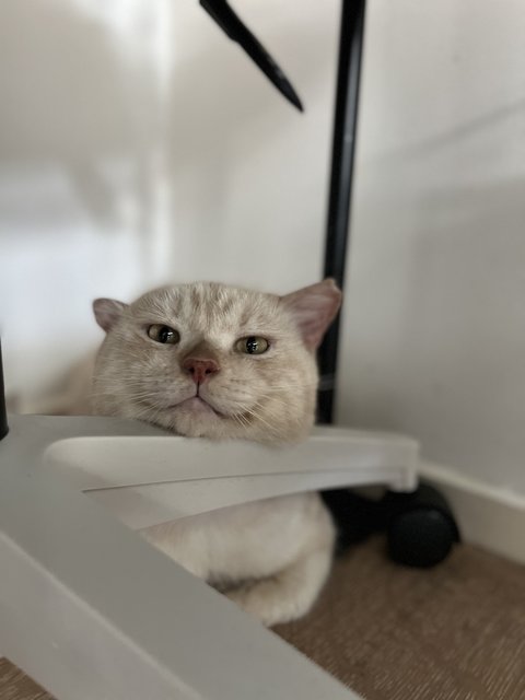 Kulfi - British Shorthair Cat