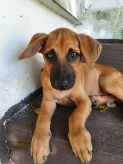 Cinnamon &amp; Spice - Mixed Breed Dog