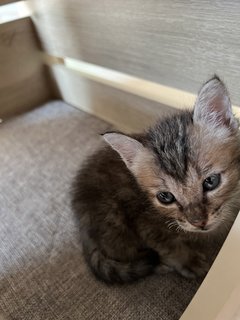 Amelia🍓 - Domestic Short Hair Cat