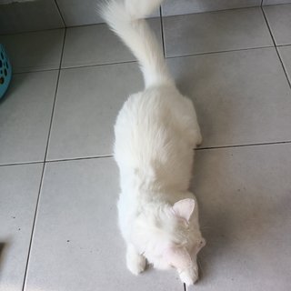 Dota - Turkish Angora + Tabby Cat