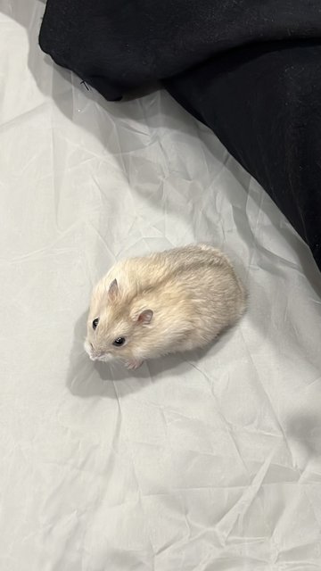 Hagu - Short Dwarf Hamster Hamster