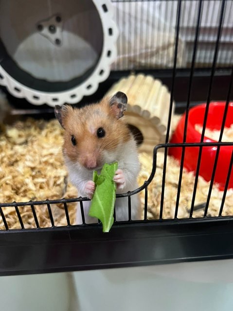 Cheese - Syrian / Golden Hamster Hamster