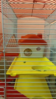 Cheese - Syrian / Golden Hamster Hamster