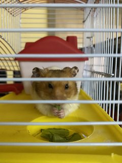 Cheese - Syrian / Golden Hamster Hamster