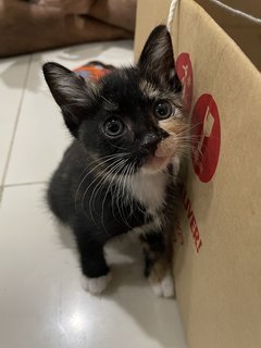 Lucky The Kitten - Domestic Short Hair Cat