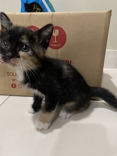 Lucky The Kitten - Domestic Short Hair Cat