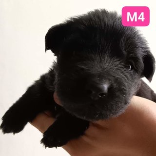 PF118098 - Mixed Breed Dog