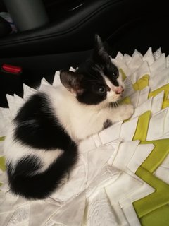 Oreo &amp; Oscar-missing At Cheras Stadium - Domestic Short Hair Cat