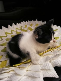 Oreo &amp; Oscar-missing At Cheras Stadium - Domestic Short Hair Cat