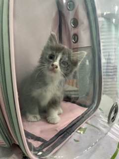 Grey - Domestic Short Hair Cat