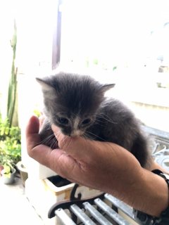 Grey - Domestic Short Hair Cat