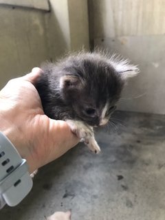 Grey - Domestic Short Hair Cat