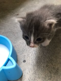 Grey - Domestic Short Hair Cat