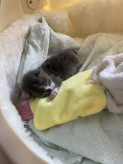 Grey - Domestic Short Hair Cat