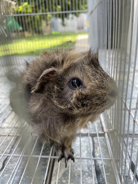 PF118111 - Guinea Pig Small & Furry