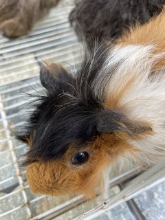 PF118111 - Guinea Pig Small & Furry