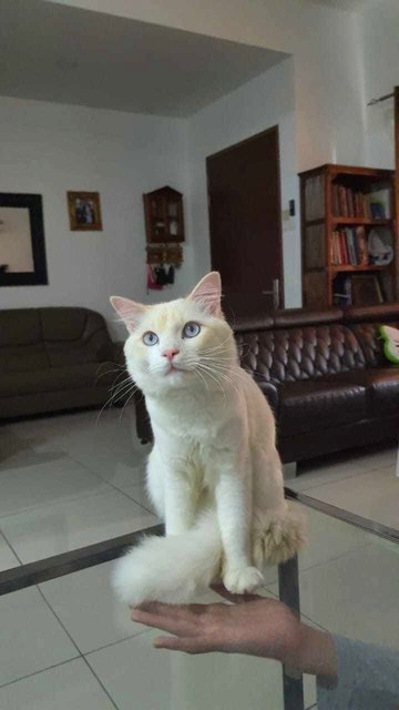 Putih - Domestic Medium Hair Cat