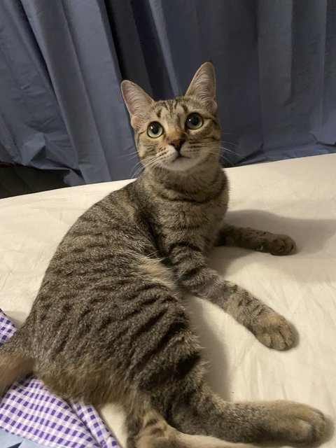 Meowbec - Domestic Short Hair Cat