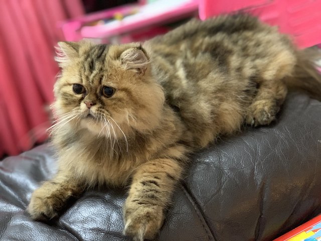 Kuzya - Persian Cat