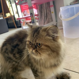 Kuzya - Persian Cat