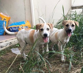 Handsome Billy &amp; Bob - Mixed Breed Dog