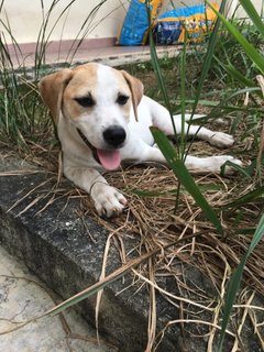 Handsome Billy &amp; Bob - Mixed Breed Dog