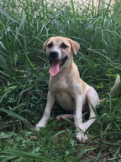 Handsome Billy &amp; Bob - Mixed Breed Dog