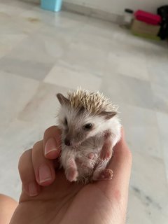 Hedgehog  - Hedgehog Small & Furry