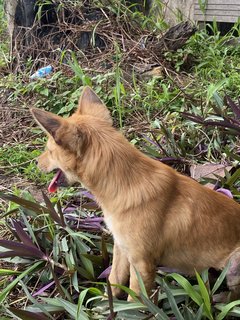 Li’l Mo - Mixed Breed Dog