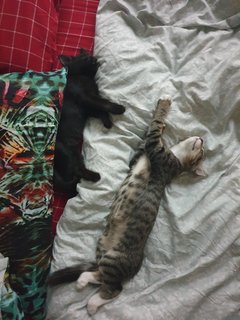 Mitsu &amp; Taki - Domestic Short Hair + Domestic Medium Hair Cat