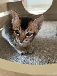 Archie🏹 - Domestic Short Hair Cat