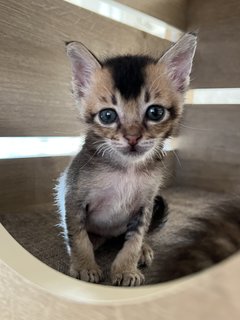 Archie🏹 - Domestic Short Hair Cat