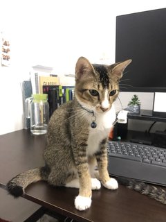 Cheeky - Domestic Short Hair Cat