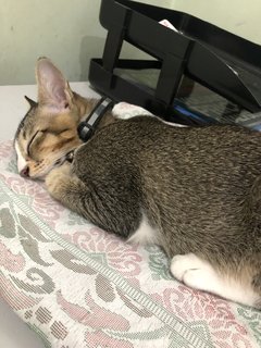 Cheeky - Domestic Short Hair Cat