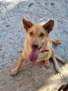 Simba - Mixed Breed Dog